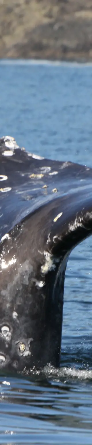 Beobachte Wale auf Vancouver Island